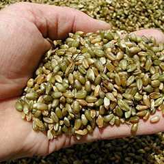 Freekeh: A Nutrition Powerhouse for Weight loss